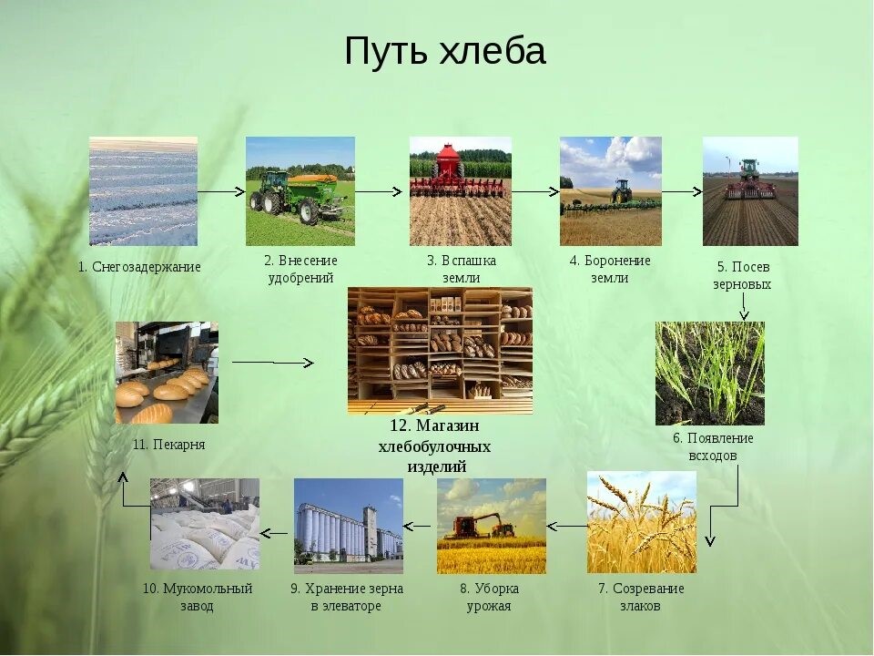 Путь от зерна до буханки хлеба в картинках для детей